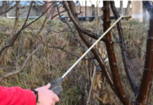 OVIM prskajte VOĆKE već u februaru: NIJEDNA gljivica ili ŠTETOČINA neće imati šanse!