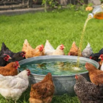 Kad sam OVO kokošima dodao u vodu, prinos jaja je eksplodirao