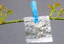 Objesite aluminijsku foliju na granu i nećete vjerovati što vidite.