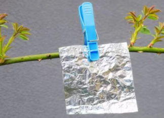 Objesite aluminijsku foliju na granu i nećete vjerovati što vidite.