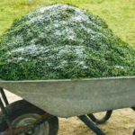 Nakon što ovo vidiš, NIKADA više nećeš bacati pokošenu travu u smeće.