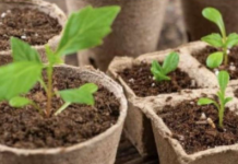 NE BACAJTE ROLNE OD WC PAPIRA: Žena napravila čudo – OVO PROLJEĆE SVI ĆE GLEDATI U NJENO DVORIŠTE