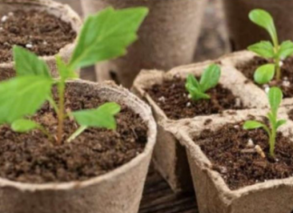 NE BACAJTE ROLNE OD WC PAPIRA: Žena napravila čudo – OVO PROLJEĆE SVI ĆE GLEDATI U NJENO DVORIŠTE