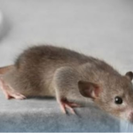 Miševi ne mogu da smisle miris jedne biljke: Ako je stavite u svoj dom više se nikad neće vraćati