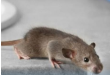 Miševi ne mogu da smisle miris jedne biljke: Ako je stavite u svoj dom više se nikad neće vraćati