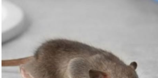 Miševi ne mogu da smisle miris jedne biljke: Ako je stavite u svoj dom više se nikad neće vraćati