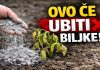 GLAVNA GREŠKA S PEPELOM! Ove biljke neće nahraniti, nego će ih UNIŠTITI!