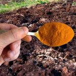 1 KAŠIKA zamjenjuje tonu stajnjaka: Posipam njome cijelu baštu, onda samo imam vremena da uberem toliko!