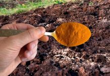 1 KAŠIKA zamjenjuje tonu stajnjaka: Posipam njome cijelu baštu, onda samo imam vremena da uberem toliko!