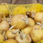 KROMPIR brzo klija? Čuvajte ih zajedno sa ovim proizvodom. Ni jedan neće proklijati!