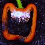 NAPUNILA JE PAPRIKU ZEMLJOM, MISLILI SU DA NIJE PRI SEBI: Ono što se desio na kraju OBORIĆE vas sa nogu (VIDEO)