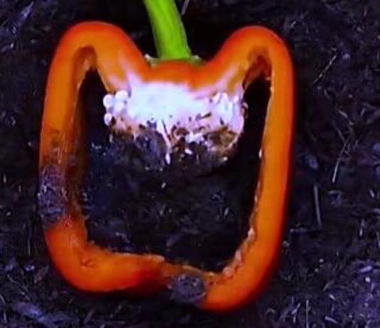 NAPUNILA JE PAPRIKU ZEMLJOM, MISLILI SU DA NIJE PRI SEBI: Ono što se desio na kraju OBORIĆE vas sa nogu (VIDEO)