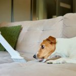 Zašto usisivač frapira psa? Ljubimac vidi “krupnu zver” u kući, ovo bi svaki vlasnik trebalo da zna