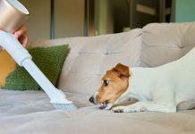 Zašto usisivač frapira psa? Ljubimac vidi “krupnu zver” u kući, ovo bi svaki vlasnik trebalo da zna