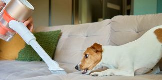 Zašto usisivač frapira psa? Ljubimac vidi “krupnu zver” u kući, ovo bi svaki vlasnik trebalo da zna