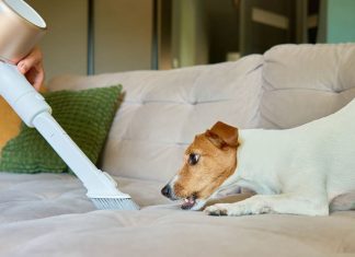 Zašto usisivač frapira psa? Ljubimac vidi “krupnu zver” u kući, ovo bi svaki vlasnik trebalo da zna