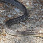 Jedna stvar zmije privlači kao magnet u dvorište: Oprez