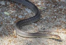 Jedna stvar zmije privlači kao magnet u dvorište: Oprez