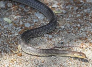 Jedna stvar zmije privlači kao magnet u dvorište: Oprez