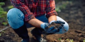 Ovaj začin tera štetočine i biljke se oporave za par dana: Trik iz kuhinje rešava i buđ