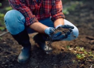 Ovaj začin tera štetočine i biljke se oporave za par dana: Trik iz kuhinje rešava i buđ