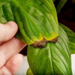 Biljka koju skoro svi imamo u kući krije problem: Rešenje je lakše nego što mislite