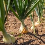 Kineska metoda sađenja luka: Bujaće kao iz vode, a glavice će biti krupne i čvrste