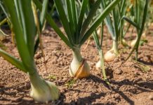 Kineska metoda sađenja luka: Bujaće kao iz vode, a glavice će biti krupne i čvrste