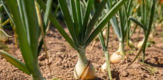 Kineska metoda sađenja luka: Bujaće kao iz vode, a glavice će biti krupne i čvrste