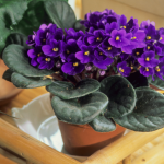 Mnoge dame su za 8. mart na poklon dobile ljubičice: A znate li trik kako da stalno izbacuju cvjetove