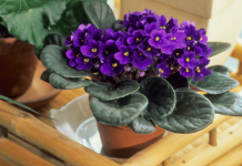 Mnoge dame su za 8. mart na poklon dobile ljubičice: A znate li trik kako da stalno izbacuju cvjetove