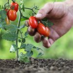 Baštovani tvrde da na ovih 5 mjesta nikako ne treba saditi paradajz