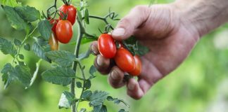 Baštovani tvrde da na ovih 5 mjesta nikako ne treba saditi paradajz