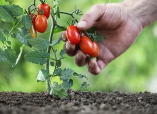 Baštovani tvrde da na ovih 5 mjesta nikako ne treba saditi paradajz