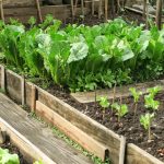 7 vrsta povrća koje se ne đubre nikad: Rastu samo od vode i sunca