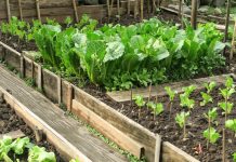 7 vrsta povrća koje se ne đubre nikad: Rastu samo od vode i sunca