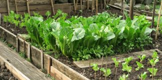 7 vrsta povrća koje se ne đubre nikad: Rastu samo od vode i sunca