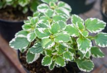 Najotpornija biljka, tera komarce, a celo dvorište na nju miriše: Najkorisniji cvet koji svaka kuća treba da ima