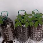 Paradajz posađen u plastične boce je novi hit: Nije potrebna bašta, uspeva na terasi, a održavanje je nikad lakše