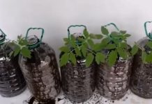 Paradajz posađen u plastične boce je novi hit: Nije potrebna bašta, uspeva na terasi, a održavanje je nikad lakše