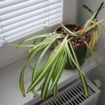 Sobne biljke vam neobjašnjivo venu ma koliko ih zalivali: Ovaj jednostavan trik će rešiti problem očas posla uz pomoć predmeta koji svi imamo kod kuće