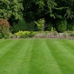 Gusta kao tepih, kad je zgazite miluje i bosa stopala: Saveti za sadnju i održavanje travnjaka da bude najlepši u ulici