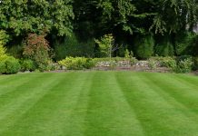 Gusta kao tepih, kad je zgazite miluje i bosa stopala: Saveti za sadnju i održavanje travnjaka da bude najlepši u ulici