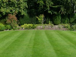 Gusta kao tepih, kad je zgazite miluje i bosa stopala: Saveti za sadnju i održavanje travnjaka da bude najlepši u ulici