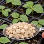 OVIM ZALIJ KRASTAVCE I GLEDAJ KAKO RASTU PREKO NOĆI!