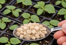 OVIM ZALIJ KRASTAVCE I GLEDAJ KAKO RASTU PREKO NOĆI!