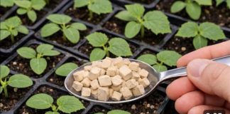 OVIM ZALIJ KRASTAVCE I GLEDAJ KAKO RASTU PREKO NOĆI!