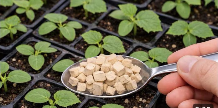 646871139_2129920657775897_3489164090857303232_n-696x345 (1)