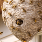 Evo šta znači ako pronađete osinjak u blizini vašeg doma