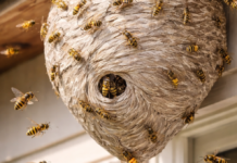 Evo šta znači ako pronađete osinjak u blizini vašeg doma